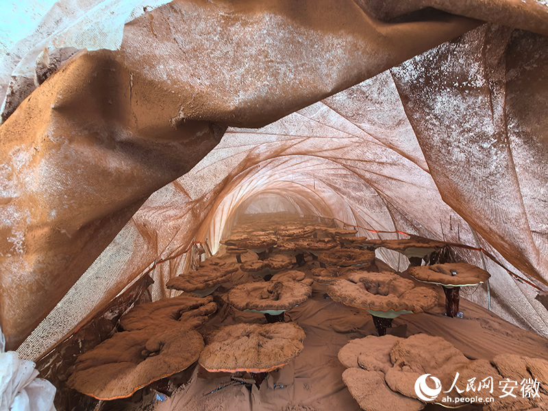 大棚里灵芝正在喷粉，如烟似雾。人民网记者 汪瑞华摄