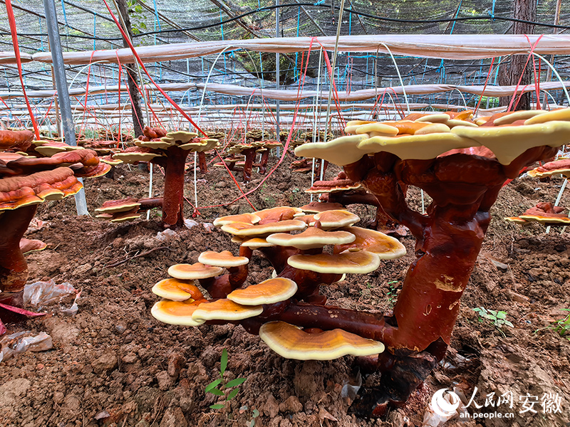 呈迎客松状的灵芝盆景。人民网记者 汪瑞华摄