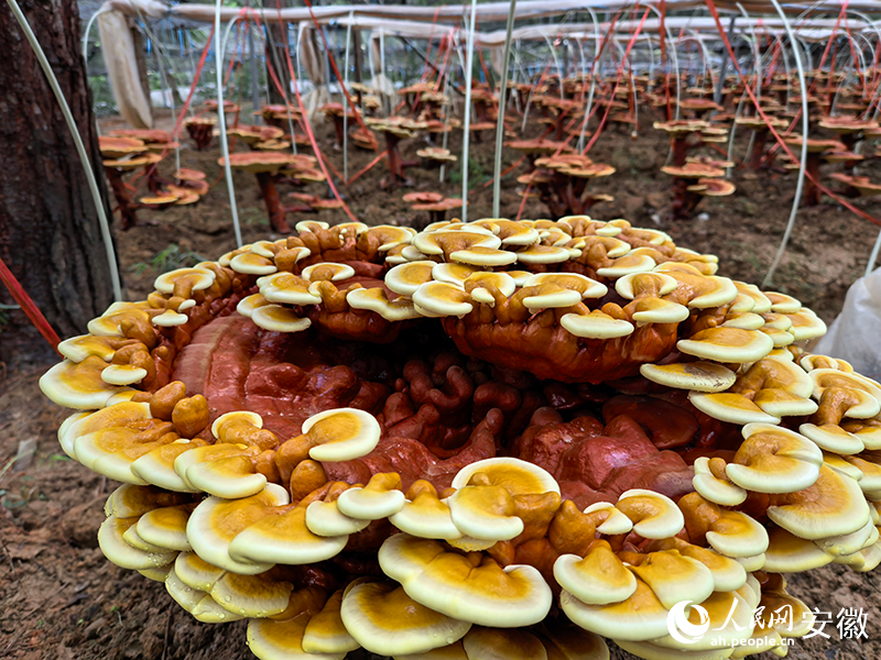 造型各异的灵芝盆景。人民网记者 汪瑞华摄