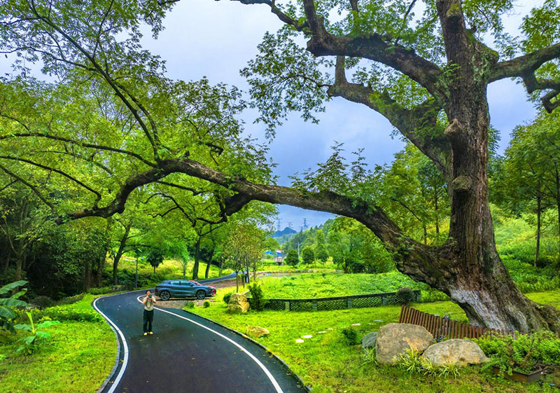 金寨县特色民宿环境优美。