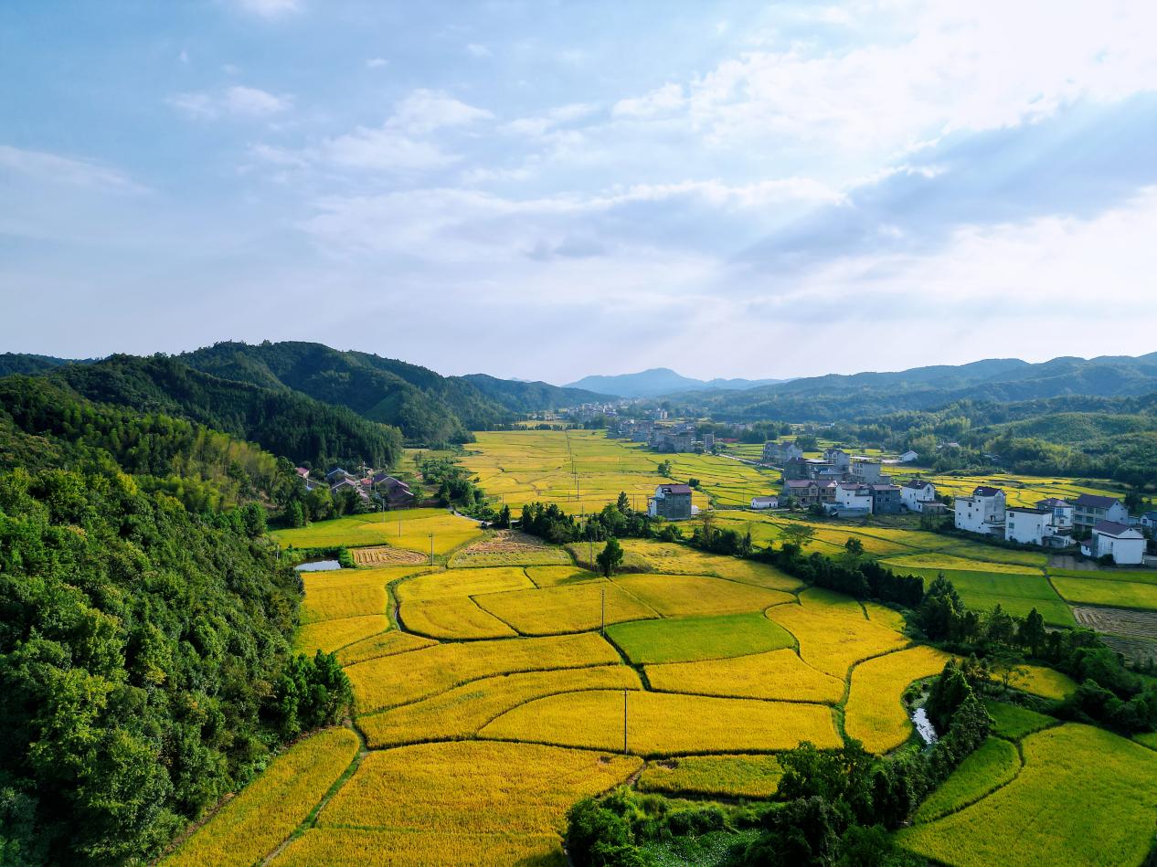 丰收在望。东至县委宣传部供图