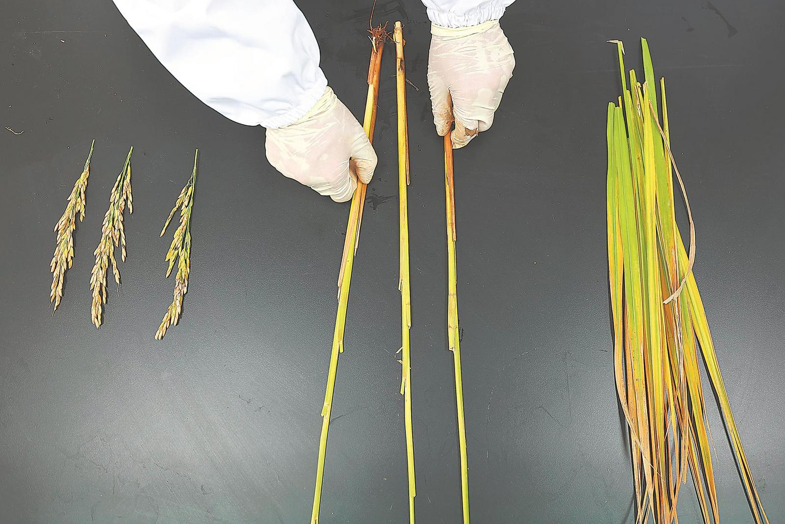 10月17日,安徽农业大学农田生态实验室里,科研人员在进行水稻植株农艺性状调查。