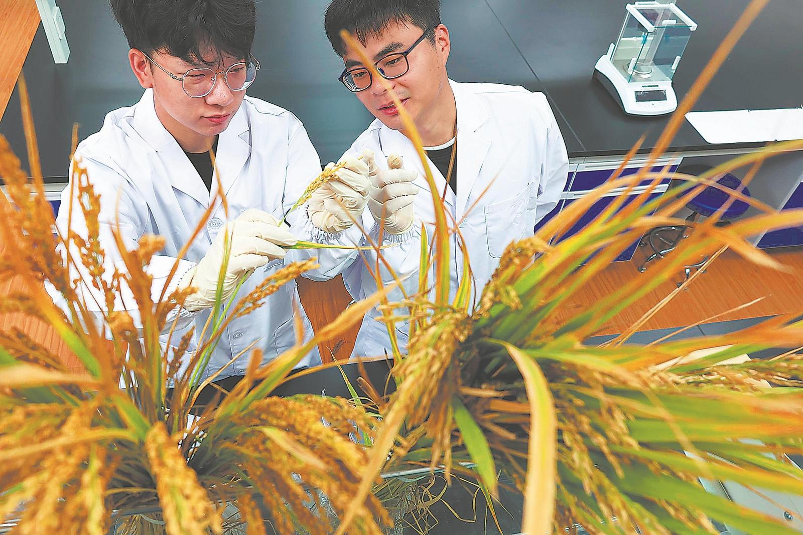 10月17日,安徽农业大学农田生态实验室里,科研人员正在观察刚刚收获的水稻样品。