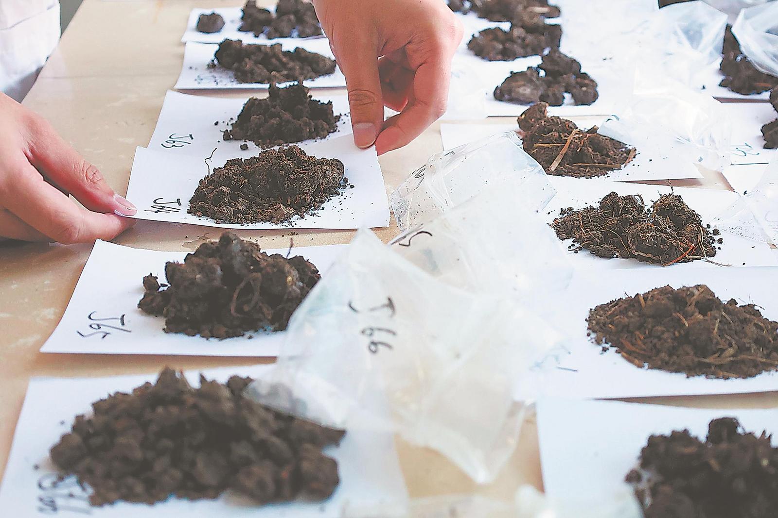 10月23日,安徽省农科院水稻生理实验室里,一份份土壤样品整齐排放,等待检验。