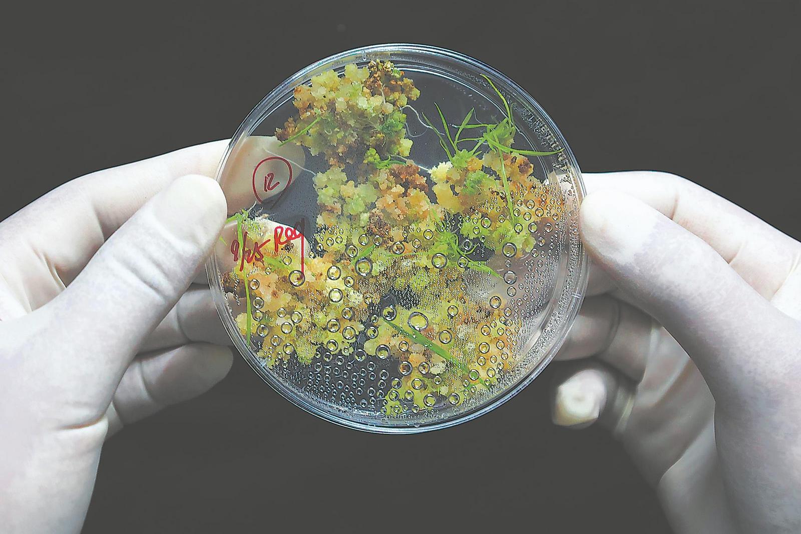 10月25日,安徽省农科院水稻功能基因开发团队实验室的组织培养室里,一皿组培苗长势良好。