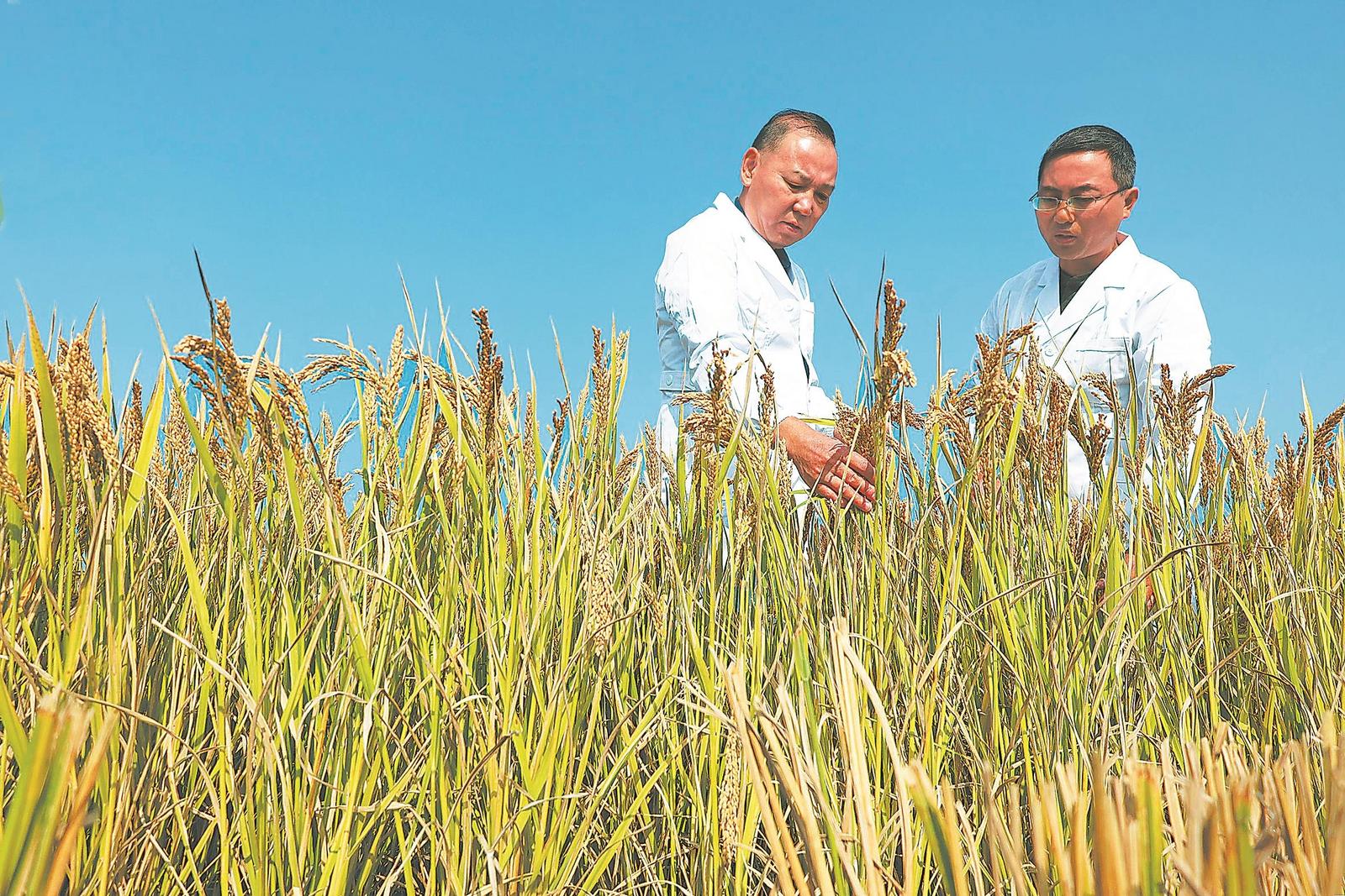 10月23日,在位于长丰县的安徽省农科院岗集生态农业试验示范基地里,吴文革教授(左)和团队成员一起查看水稻试验品种生长状况。