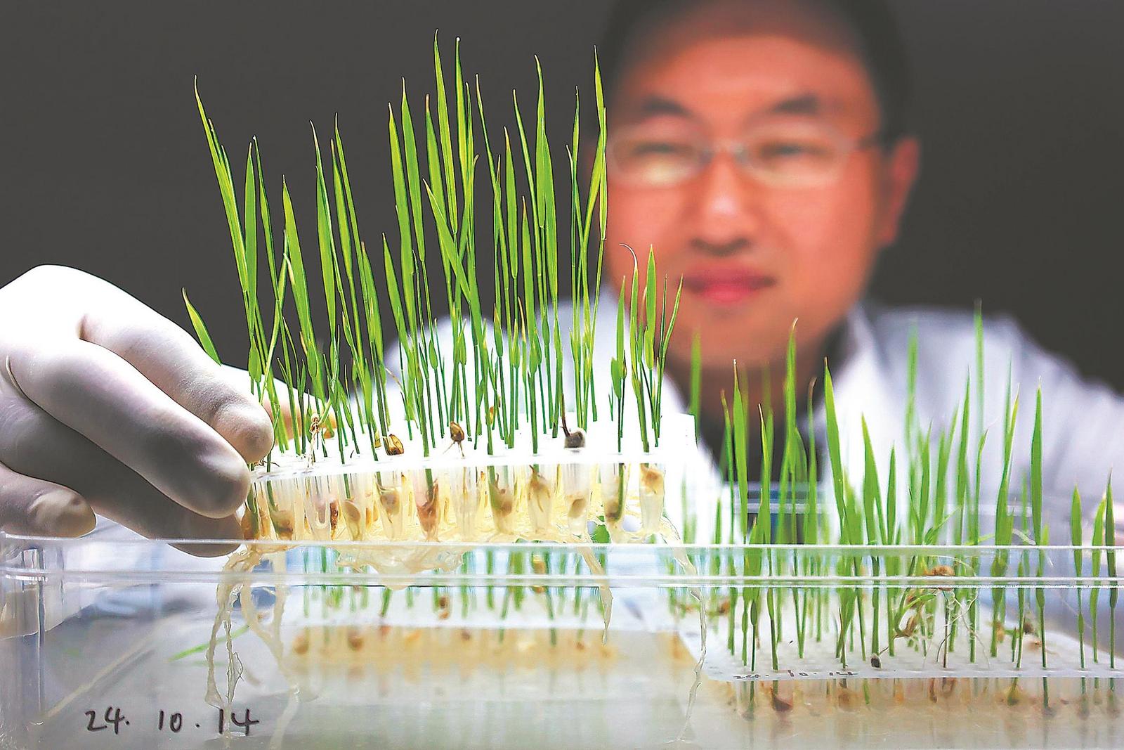 10月25日,安徽省农科院水稻功能基因开发团队实验室的组织培养室里,绿色小苗正努力生长。