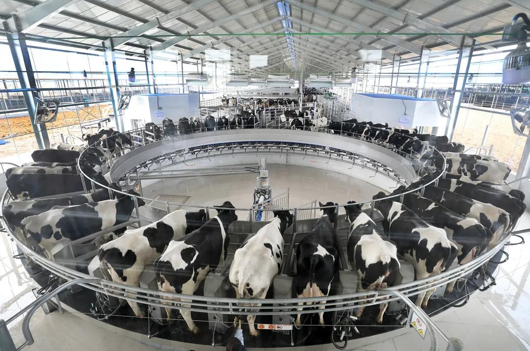 挤奶大厅。 受访者供图