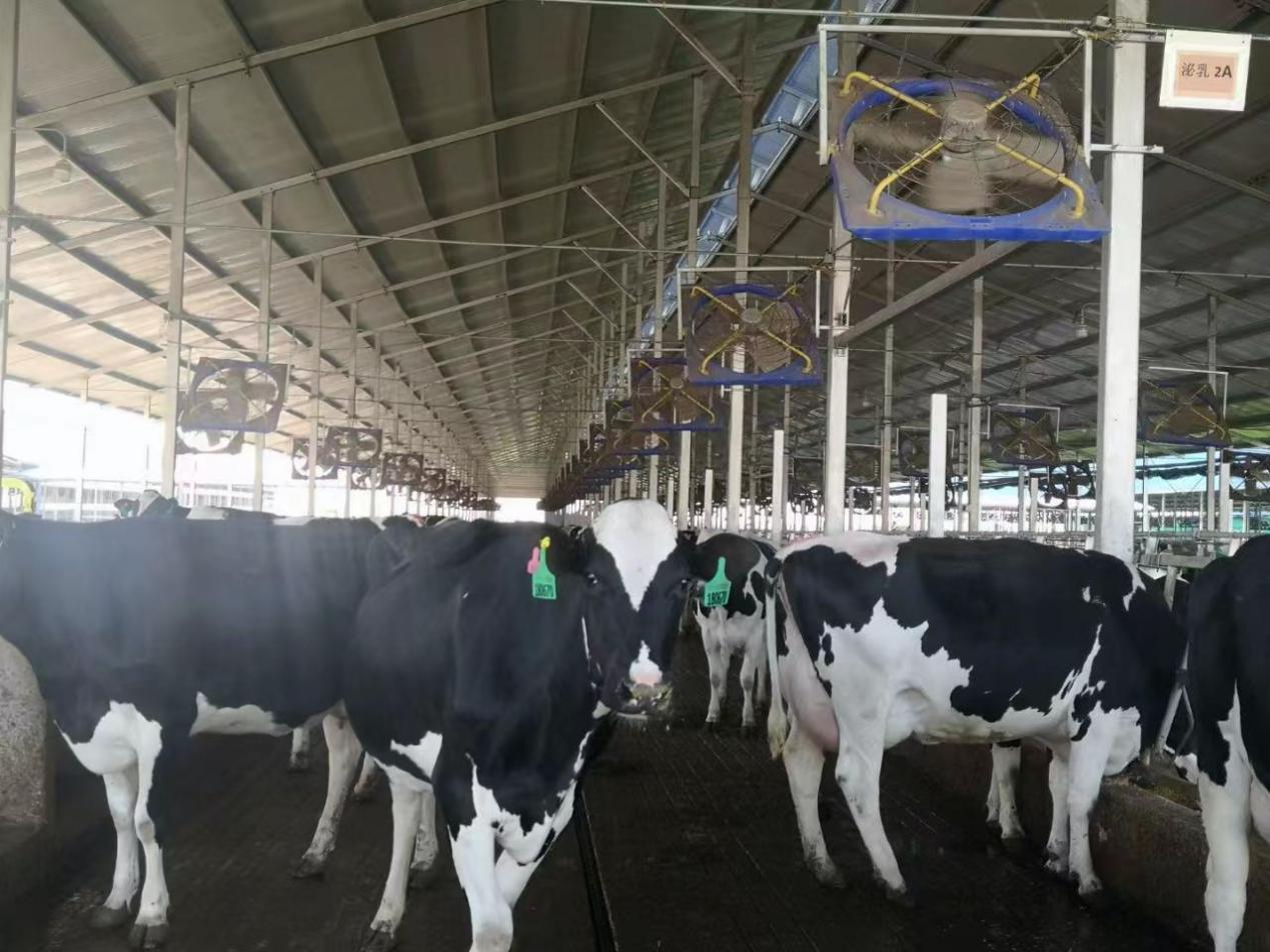 一头头佩戴电子耳标的奶牛。 受访者供图
