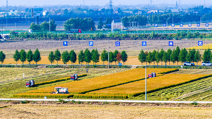 收割机在田中集中收割水稻