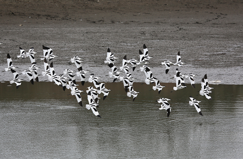 反嘴鹬的“集体舞”。 钱茂松摄.jpg