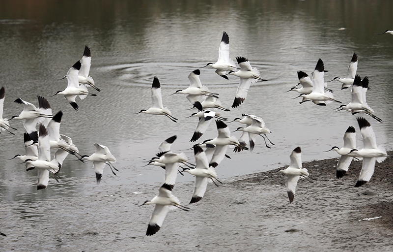 一群反嘴鹬。 钱茂松摄.jpg
