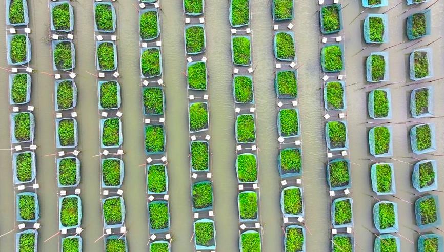 望江县高士镇童岭村黄鳝养殖基地。望江县委宣传部供图