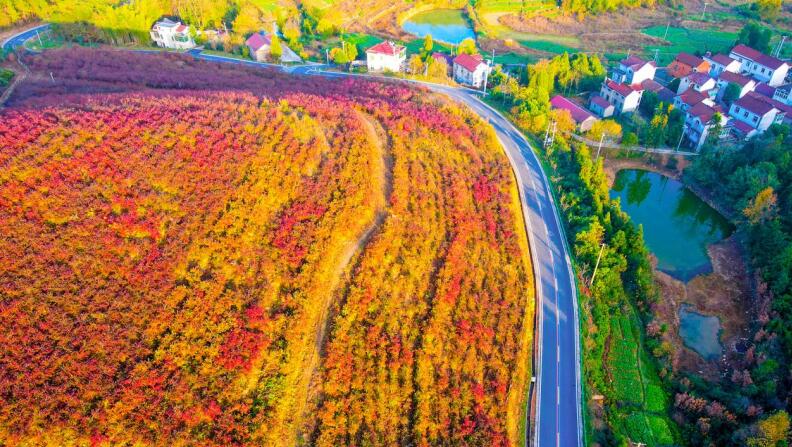 千亩蓝莓叶正红。