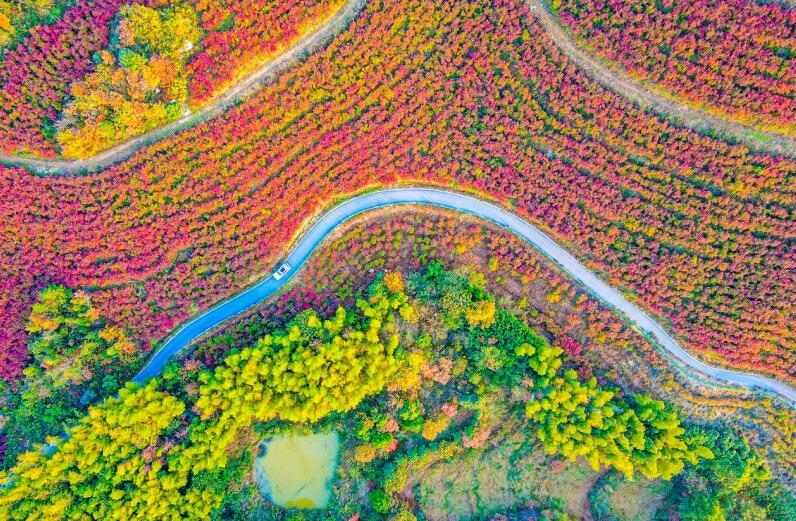 千亩蓝莓叶正红。