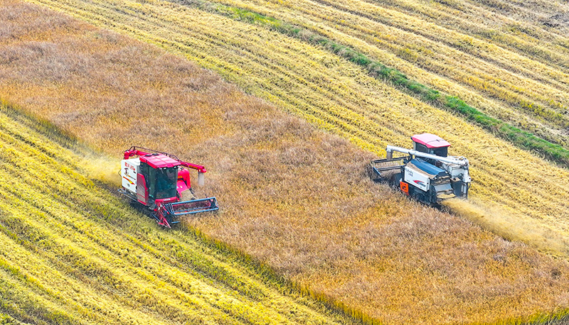 晚稻收割。鲁君元摄