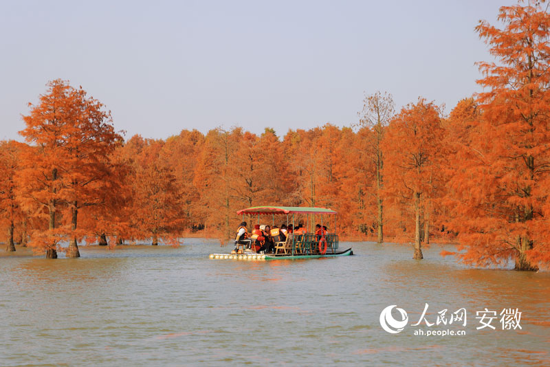 游船驶向大汉塘池杉林。人民网记者 王晓飞摄