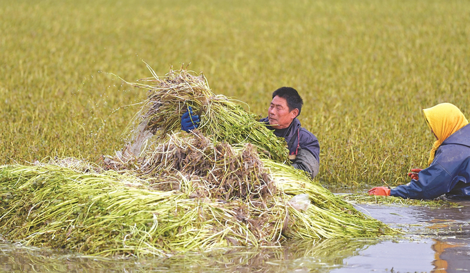 海安市墩头镇农民加强蔬菜田间管理，采收水芹菜供应市场。 周强 摄