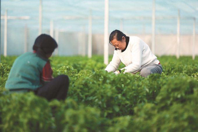 南通当地农民开展备种、采收等春季农业生产。 徐培钦 摄