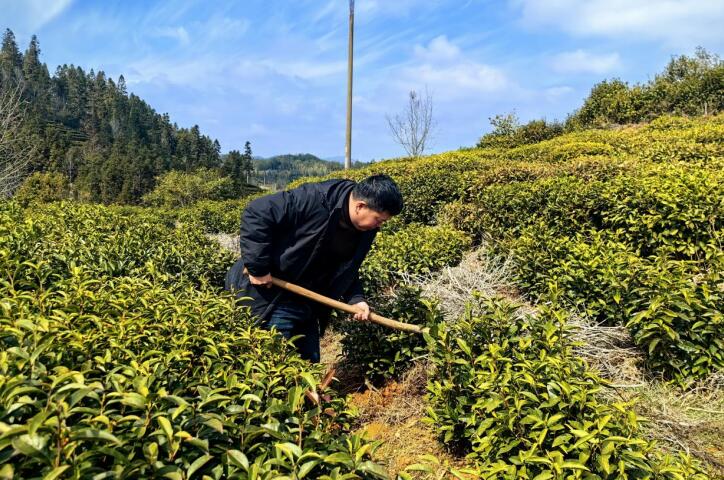 茶园春管。