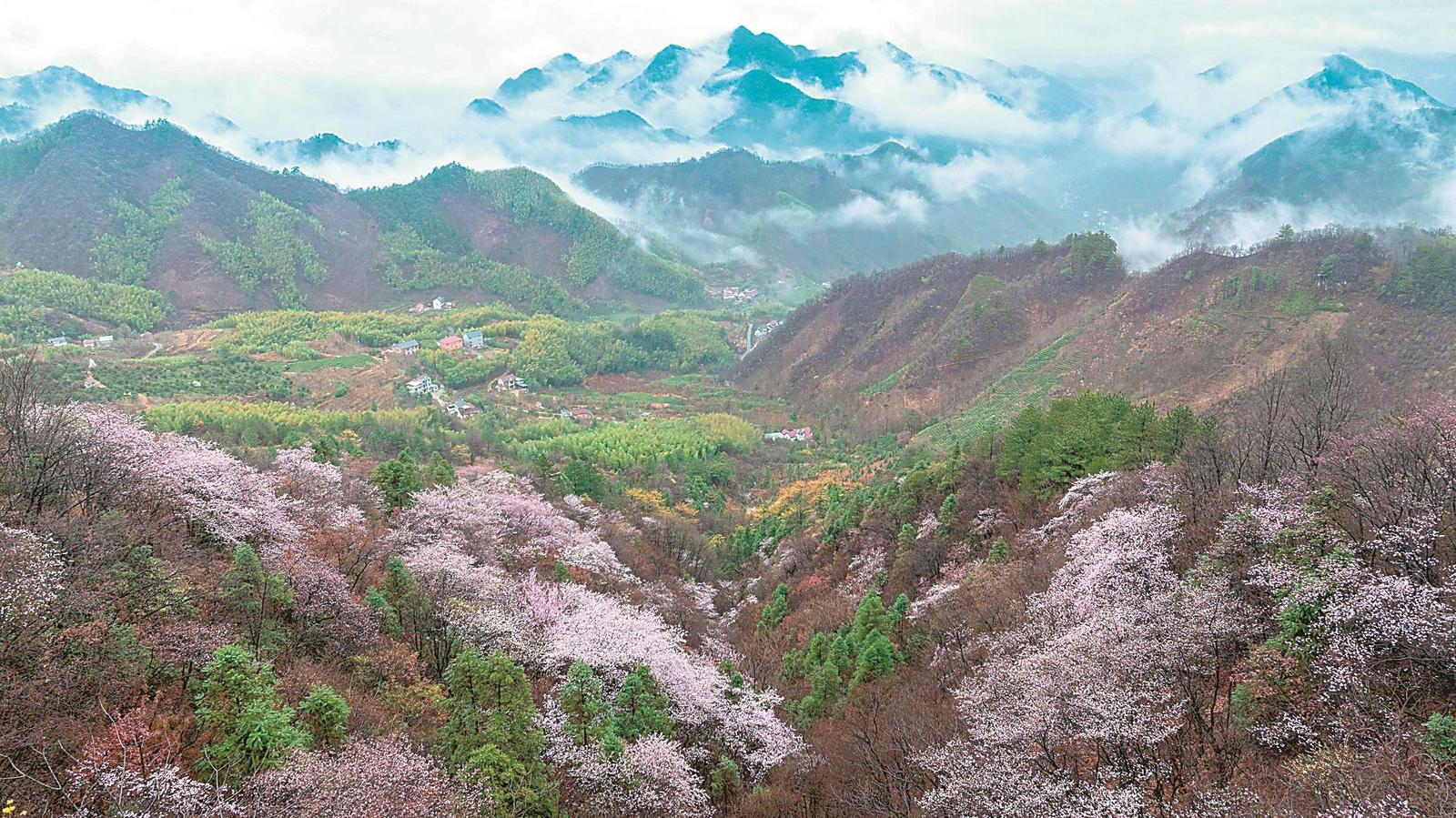   3月14日，宁国市万家乡野樱谷雨后初霁，云海奇观与万亩野樱构成一幅水墨画卷。通讯员 李晓红 摄