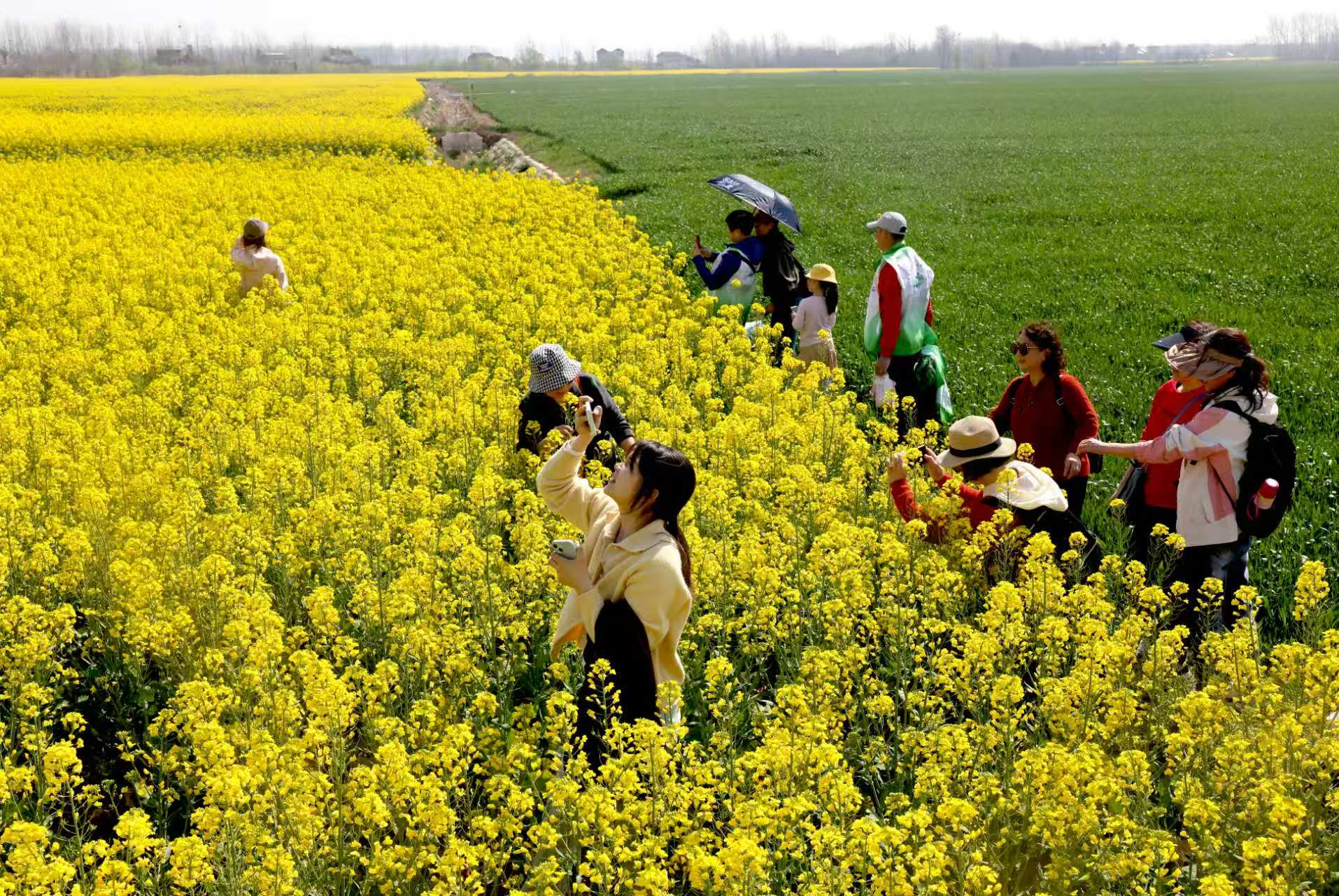 油菜花田连片如金色花海。