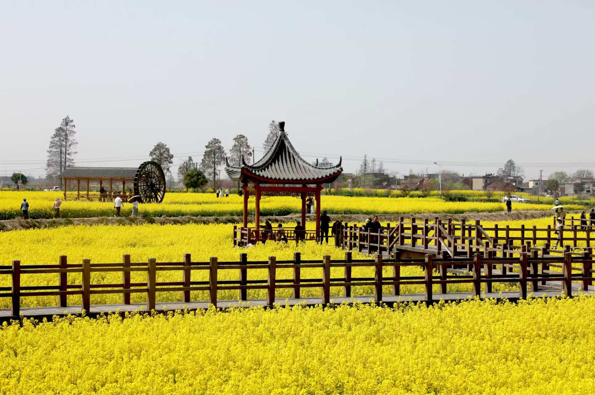 油菜花田连片如金色花海。