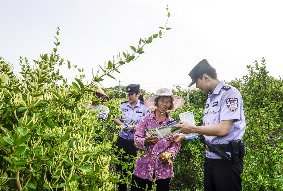 “田间警务”护航金银花采摘季。