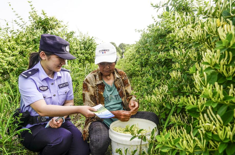 “田间警务”护航金银花采摘季。